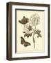 Nature Study in Sepia IV-Maria Sibylla Merian-Framed Art Print