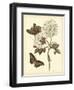 Nature Study in Sepia IV-Maria Sibylla Merian-Framed Art Print