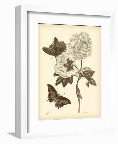 Nature Study in Sepia IV-Maria Sibylla Merian-Framed Art Print