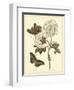 Nature Study in Sepia IV-Maria Sibylla Merian-Framed Art Print