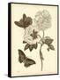 Nature Study in Sepia IV-Maria Sibylla Merian-Framed Stretched Canvas