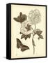 Nature Study in Sepia IV-Maria Sibylla Merian-Framed Stretched Canvas