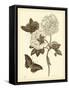 Nature Study in Sepia IV-Maria Sibylla Merian-Framed Stretched Canvas