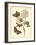 Nature Study in Sepia IV-Maria Sibylla Merian-Framed Art Print