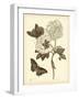 Nature Study in Sepia IV-Maria Sibylla Merian-Framed Art Print