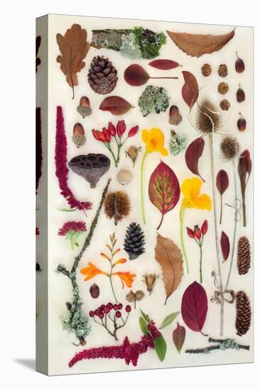 Nature Study of Autumn Leaves Flowers and Berry Fruit-marilyna-Stretched Canvas