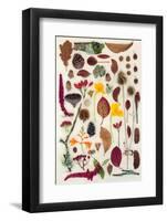 Nature Study of Autumn Leaves Flowers and Berry Fruit-marilyna-Framed Photographic Print