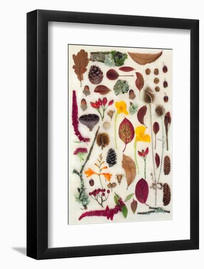 Nature Study of Autumn Leaves Flowers and Berry Fruit-marilyna-Framed Photographic Print