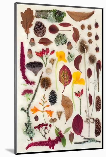 Nature Study of Autumn Leaves Flowers and Berry Fruit-marilyna-Mounted Photographic Print