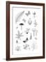 Nature Trail-Clara Wells-Framed Giclee Print