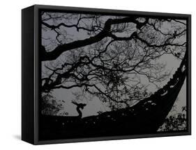 Nature Versus Architecture, China-Ryan Ross-Framed Stretched Canvas