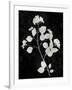 Nature White on Black VI-Danielle Carson-Framed Art Print