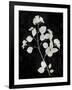 Nature White on Black VI-Danielle Carson-Framed Art Print
