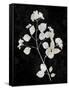 Nature White on Black VI-Danielle Carson-Framed Stretched Canvas