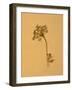 Nature-Will Wilkinson-Framed Photographic Print