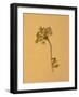 Nature-Will Wilkinson-Framed Photographic Print