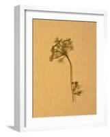 Nature-Will Wilkinson-Framed Photographic Print