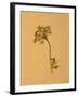 Nature-Will Wilkinson-Framed Photographic Print