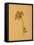 Nature-Will Wilkinson-Framed Stretched Canvas