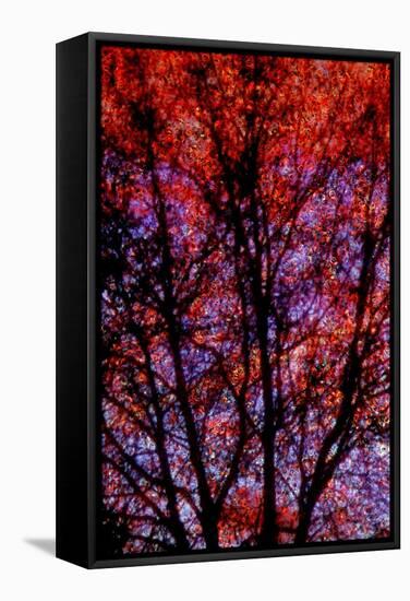 Nature-André Burian-Framed Stretched Canvas