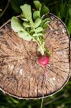 Fresh Radish on the Birch Stumb. Vegetable Harvesting on a Farm in Russia. Country Lifestyle Potogr-NaturePhotography-Mounted Photographic Print