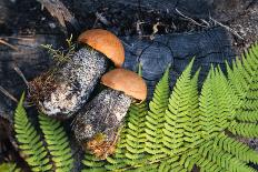 Macro Photo of Orange-Cap Boletus on Wooden Backfround. Wild Mushroom. Leccinum Aurantiacum.-NaturePhotography-Photographic Print