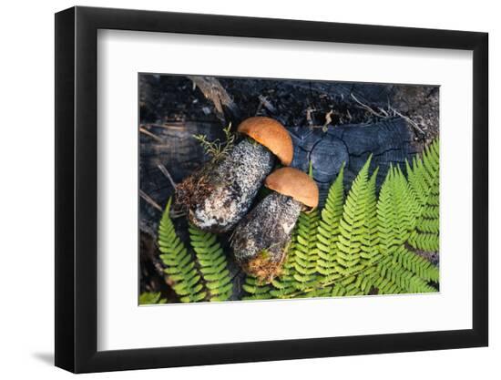 Premium Photographic Print, , large