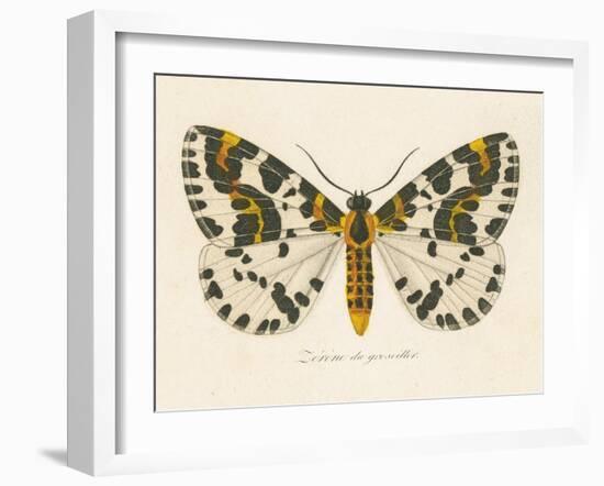 Natures Butterfly IV-Wild Apple Portfolio-Framed Art Print