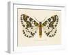 Natures Butterfly IV-Wild Apple Portfolio-Framed Art Print