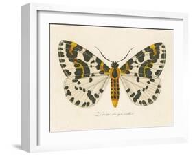 Natures Butterfly IV-Wild Apple Portfolio-Framed Art Print