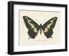 Natures Butterfly VI-Wild Apple Portfolio-Framed Art Print