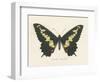 Natures Butterfly VI-Wild Apple Portfolio-Framed Art Print