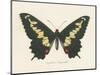 Natures Butterfly VI-Wild Apple Portfolio-Mounted Art Print