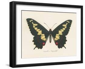 Natures Butterfly VI-Wild Apple Portfolio-Framed Art Print