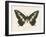 Natures Butterfly VI-Wild Apple Portfolio-Framed Art Print