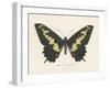 Natures Butterfly VI-Wild Apple Portfolio-Framed Art Print