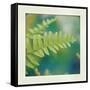 Natures Fern I-null-Framed Stretched Canvas