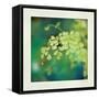 Natures Fern II-null-Framed Stretched Canvas