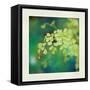 Natures Fern II-null-Framed Stretched Canvas