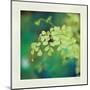 Natures Fern II-null-Mounted Art Print