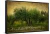 Natures Menage a Trois-Barbara Simmons-Framed Stretched Canvas