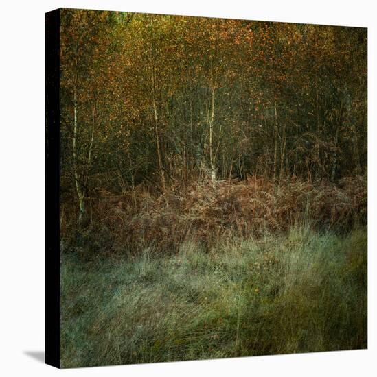 Natures Textures-Doug Chinnery-Stretched Canvas
