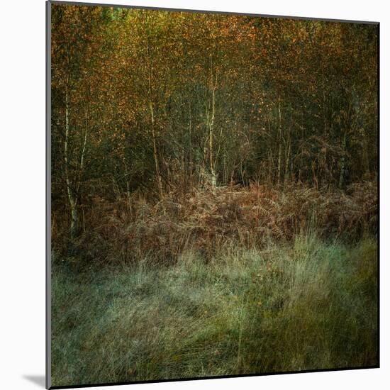 Natures Textures-Doug Chinnery-Mounted Photographic Print