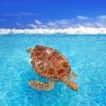 Green Sea Turtle Chelonia Mydas Caribbean Sea Cheloniidae Water Surface-Natureworld-Photographic Print