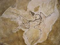 Archaeopteryx Lithographica Fossil-Naturfoto Honal-Stretched Canvas