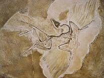 Cast of a Short-Tailed Pterosaur-Naturfoto Honal-Photographic Print