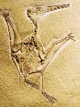 Cast of a Short-Tailed Pterosaur-Naturfoto Honal-Photographic Print