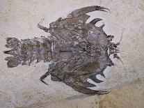 Crustacean Fossil from Solnhofen Limestone Formation-Naturfoto Honal-Photographic Print