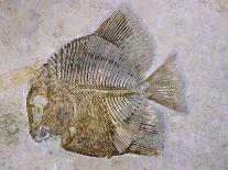 Propterus Elongatus Fish Fossil-Naturfoto Honal-Photographic Print