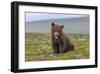 Naughty but Nice (Brown Bear Cub)-Art Wolfe-Framed Giclee Print